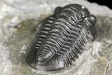 Detailed Gerastos Trilobite Fossil - Morocco #141671-4